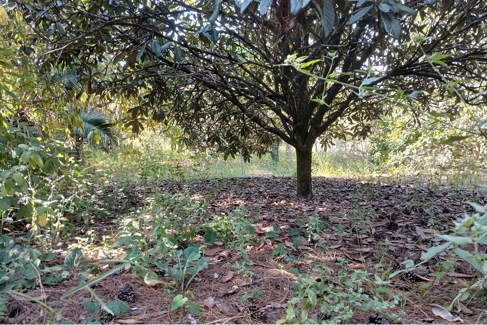 Terreno, 1400 m² - Foto 9