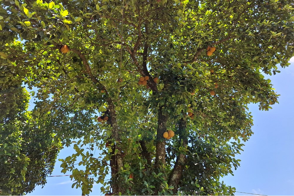 Chácara, 2 quartos, 1490 m² - Foto 32