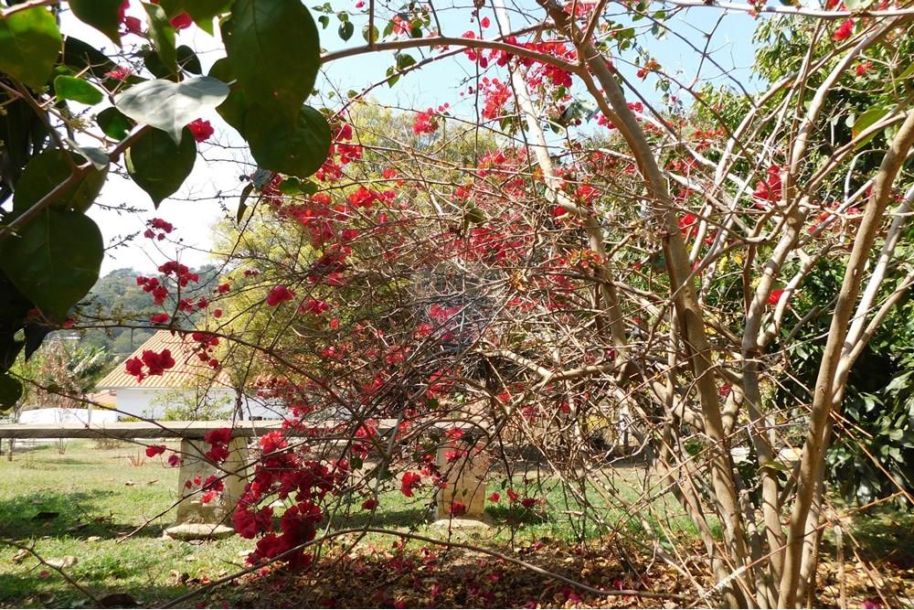 Chácara / Sítio / Fazenda - Venda - Mairinque , São Paulo - DSCN7656.JPG - 631601004-98