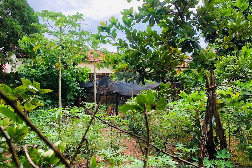 Terreno - Venda - Lins , São Paulo - Alberto Cardoso - imagem 5.jpeg - 631011040-11