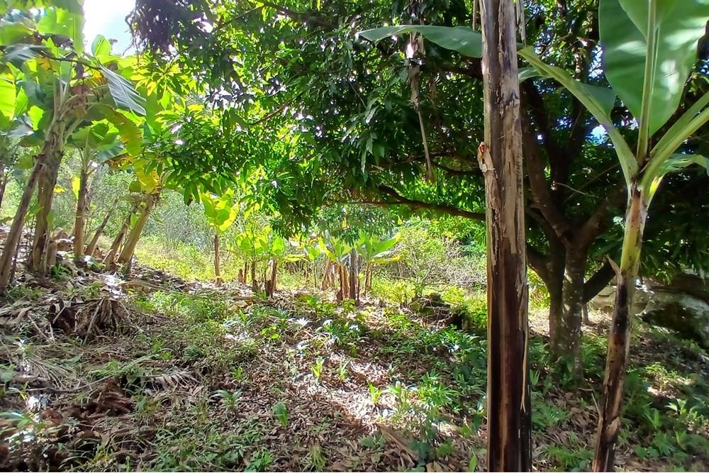 Chácara / Sítio / Fazenda - Venda - Sumidouro , Rio de Janeiro - 20250614_112535.jpg - 630551084-18