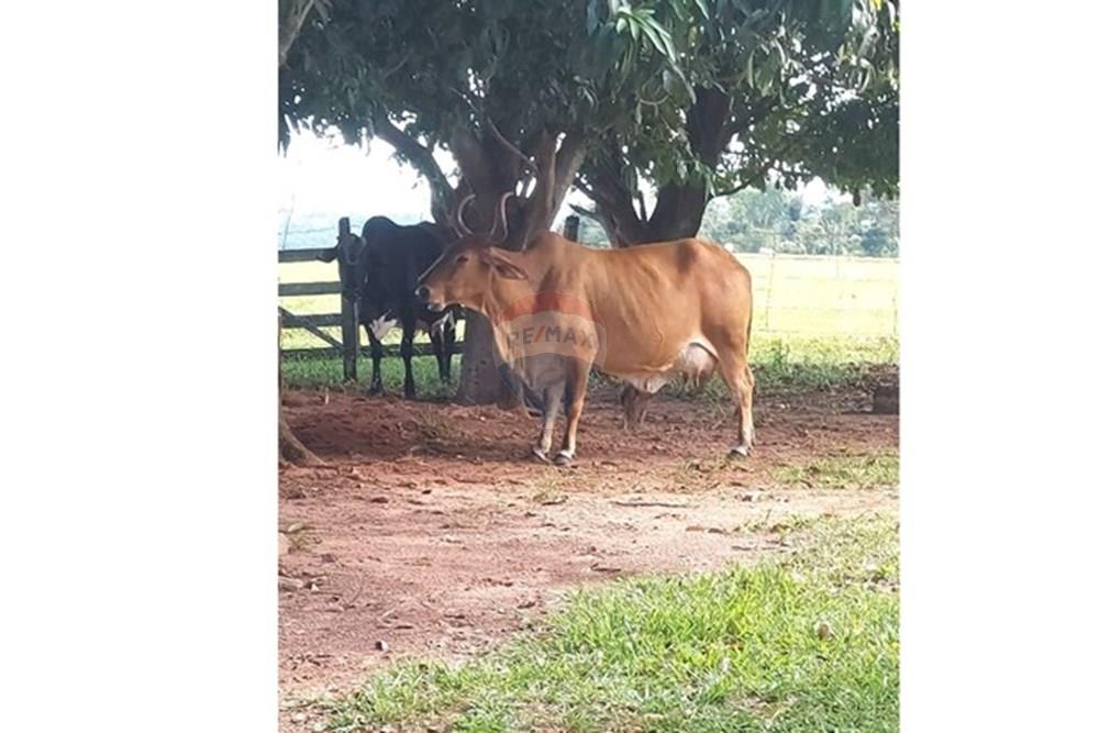 Chácara / Sítio / Fazenda - Venda - Araçatuba , São Paulo - WhatsApp Image 2024-10-29 at 14.36.49 (3).jpeg - 630541038-37