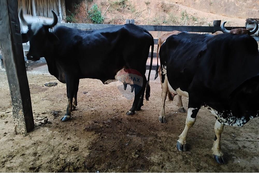 Chácara / Sítio / Fazenda - Venda - Duas Barras , Rio de Janeiro - 117.jpg - 630171001-39