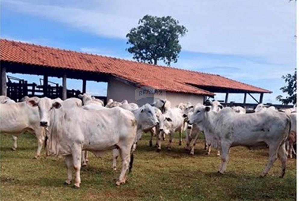 Chácara / Sítio / Fazenda - Venda - Araçatuba , São Paulo - WhatsApp Image 2024-10-29 at 14.36.57 (3).jpeg - 630541038-37