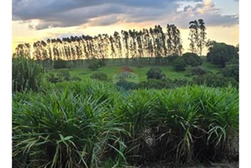 Agro - Venda - Regente Feijó , São Paulo - Imagem do WhatsApp de 2025-04-22 à(s) 18.56.35_c18f8e24.jpg - 630091016-183