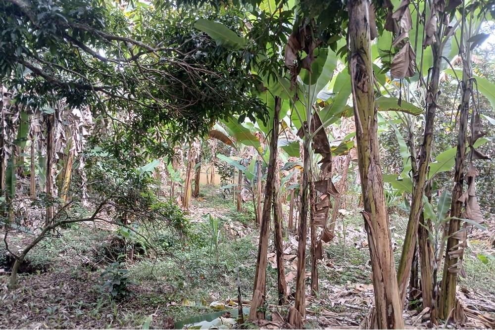 Chácara / Sítio / Fazenda - Venda - Sumidouro , Rio de Janeiro - 20250614_114644.jpg - 630551084-18