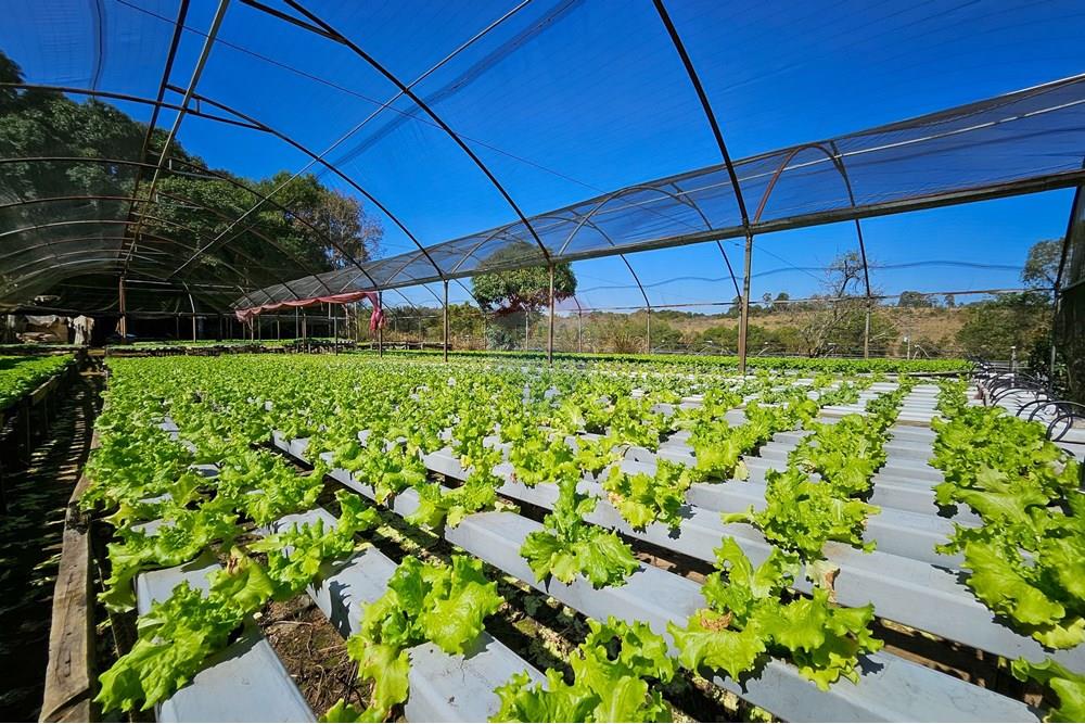 Fazenda - Venda - Botucatu , São Paulo - IMG-20250717-WA0033.jpg - 630111096-7