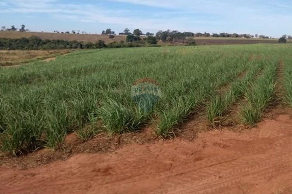 Chácara / Sítio / Fazenda - Venda - Pereira Barreto , São Paulo - WhatsApp Image 2024-11-04 at 19.54.13 (1).jpeg - 630541038-15