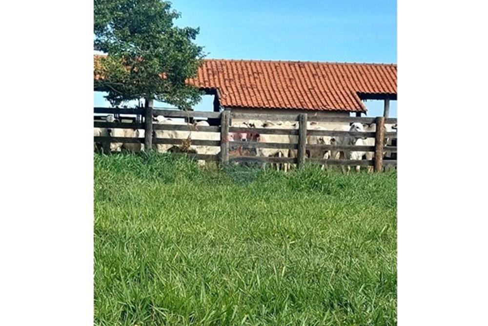 Chácara / Sítio / Fazenda - Venda - Araçatuba , São Paulo - WhatsApp Image 2024-10-29 at 14.36.49 (2).jpeg - 630541038-37