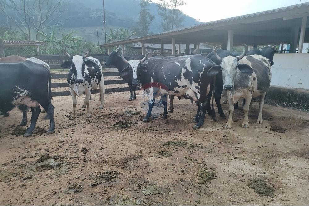 Chácara / Sítio / Fazenda - Venda - Duas Barras , Rio de Janeiro - 4.jpg - 630171001-39