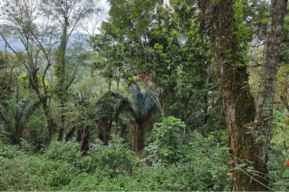 Terreno - Venda - Ilhabela , São Paulo - 03.jpg - 690881039-12