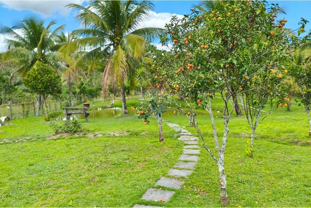 Chácara / Sítio / Fazenda - Venda - Rio Bonito , Rio de Janeiro - WhatsApp Image 2025-09-22 at 14.43.00.jpeg - 631351026-2