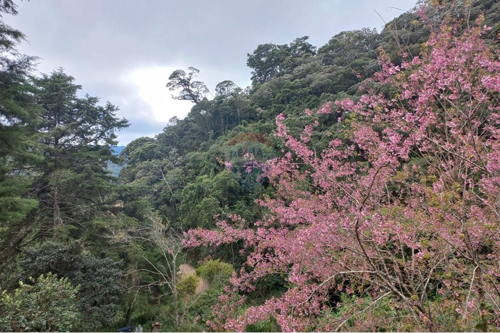 Chácara / Sítio / Fazenda - Venda - Nova Friburgo , Rio de Janeiro - 34a59834-438c-42a8-ac5c-08cee8c85b28.jpg - 630551037-31