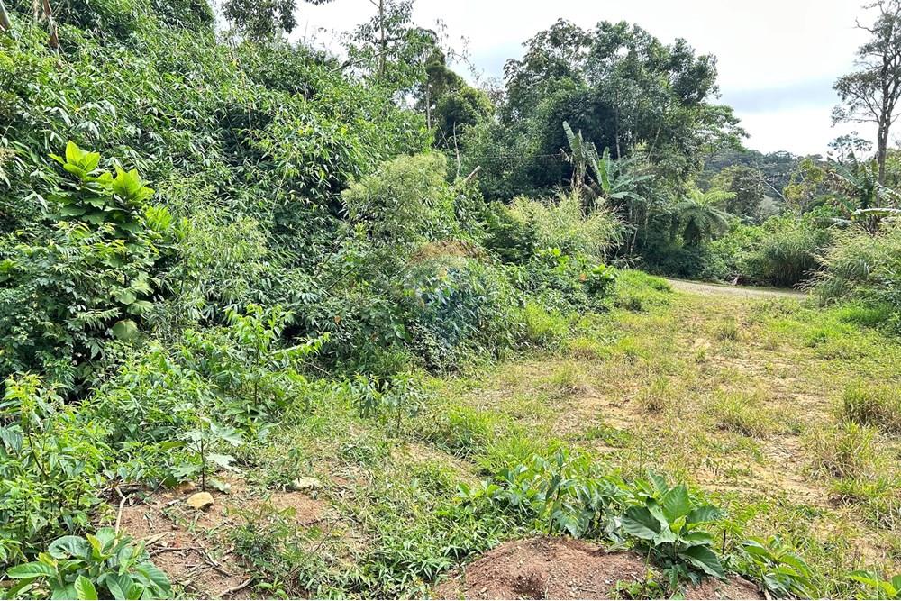 Terreno - Venda - Nova Friburgo , Rio de Janeiro - IMG_6127.jpg - 630551016-151