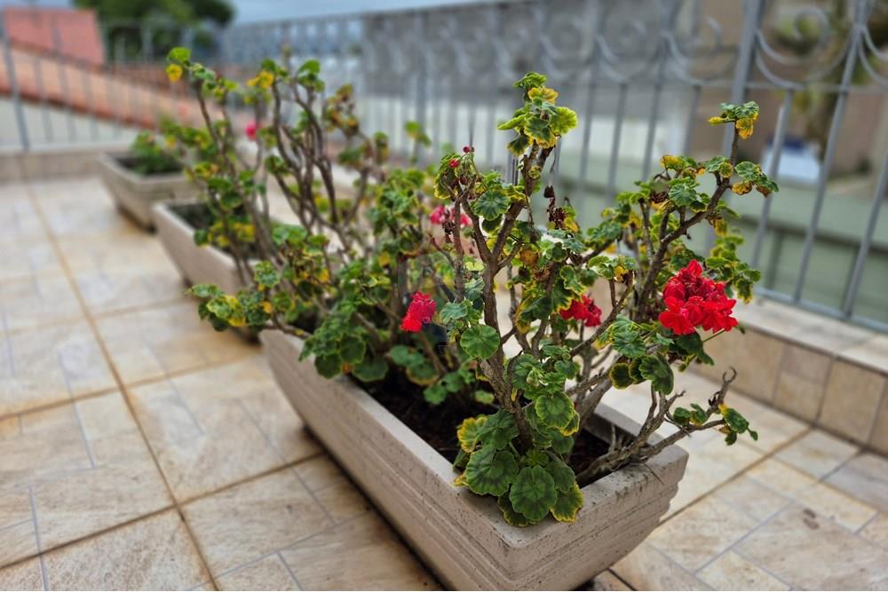 Sobrado - Venda - Mogi das Cruzes , São Paulo - 20251030_125230.jpg - Terraço - 631251019-42