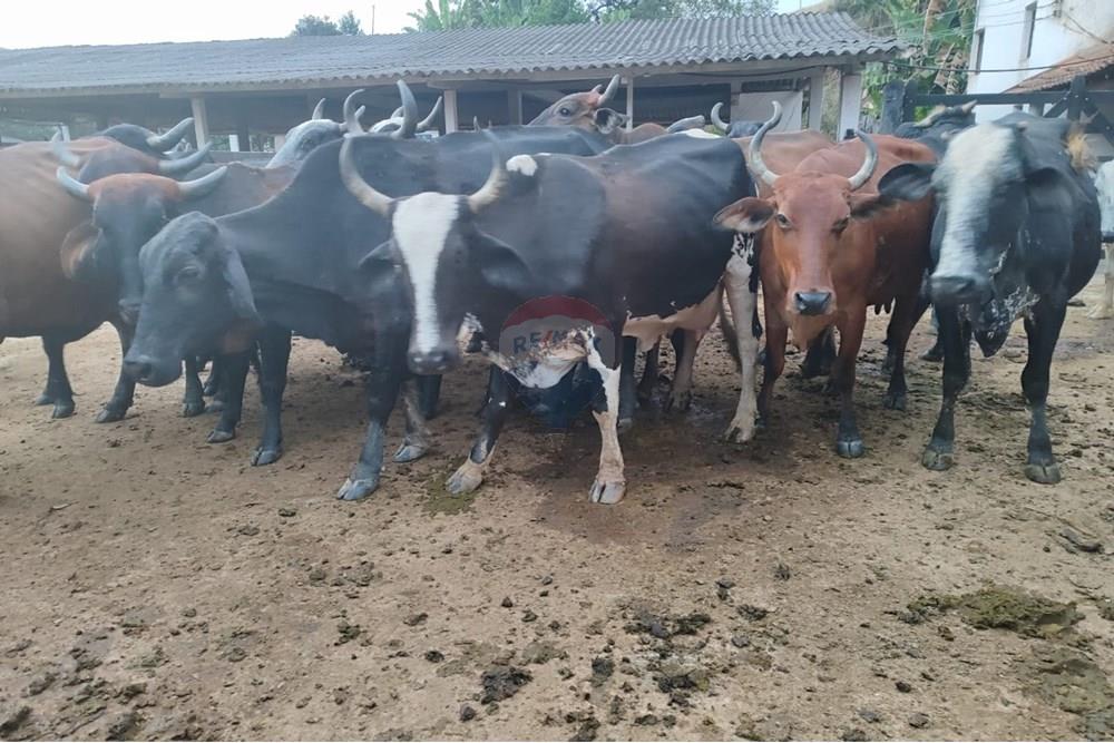 Chácara / Sítio / Fazenda - Venda - Duas Barras , Rio de Janeiro - 61.jpg - 630171001-39