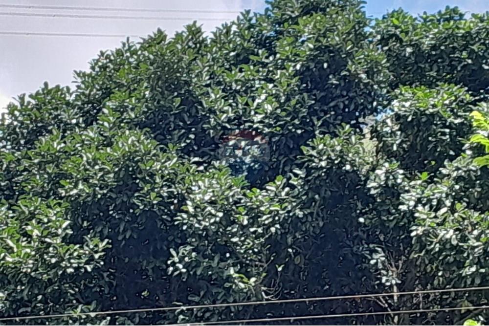 Chácara / Sítio / Fazenda - Venda - Bom Jardim , Rio de Janeiro - WhatsApp Image 2024-11-21 at 09.21.50.jpeg - 630171007-33