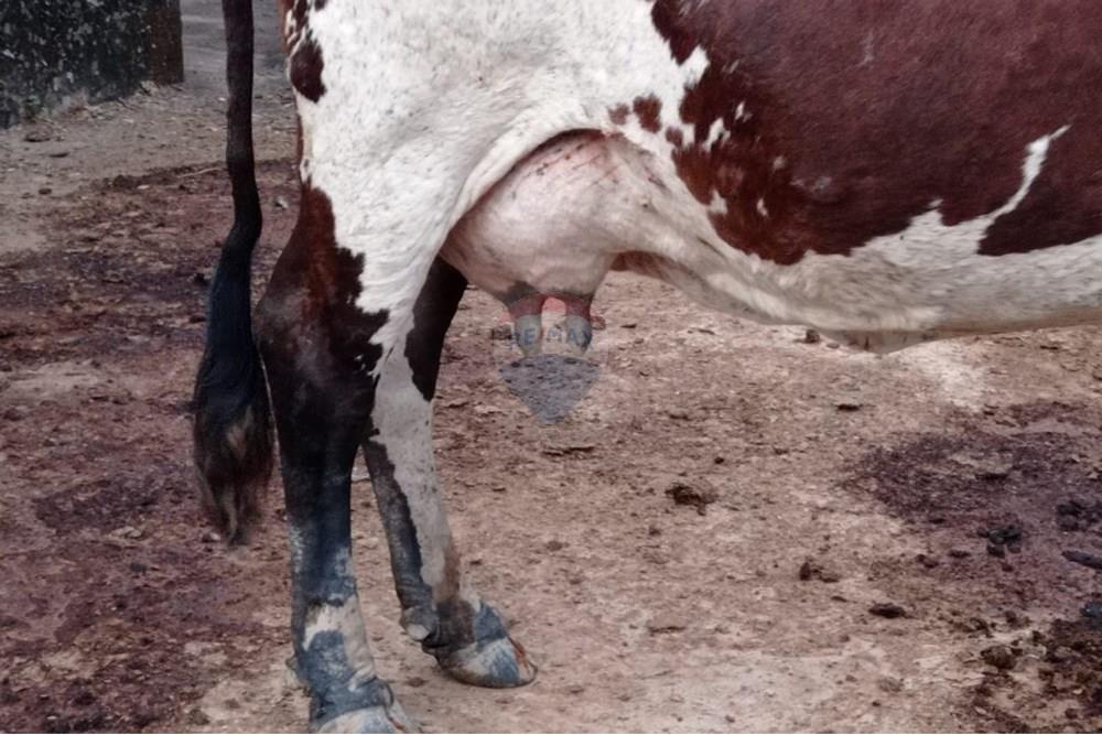 Chácara / Sítio / Fazenda - Venda - Duas Barras , Rio de Janeiro - 119.jpg - 630171001-39