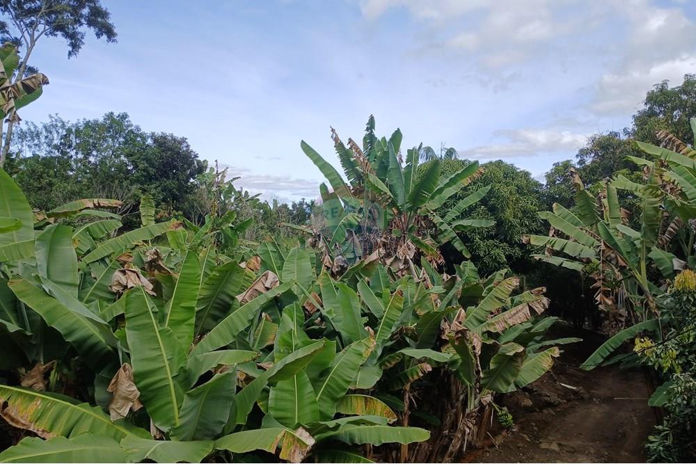 Chácara / Sítio / Fazenda - Venda - Sumidouro , Rio de Janeiro - 20250614_113727.jpg - 630551084-18