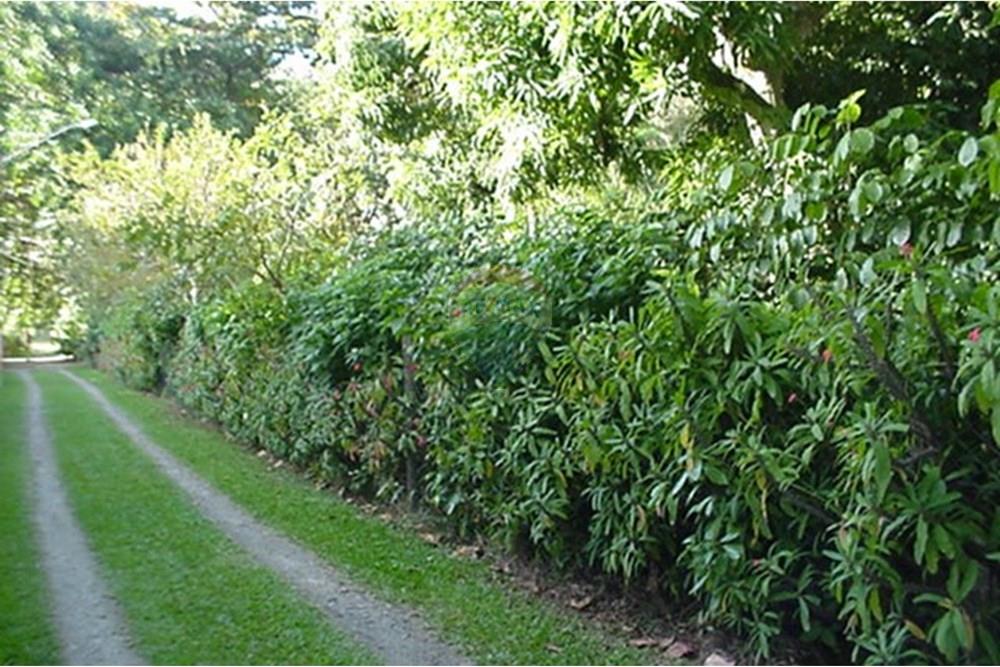 Terreno - Venda - São Sebastião , São Paulo - MVC-887F - Copia.JPG - 631461059-26