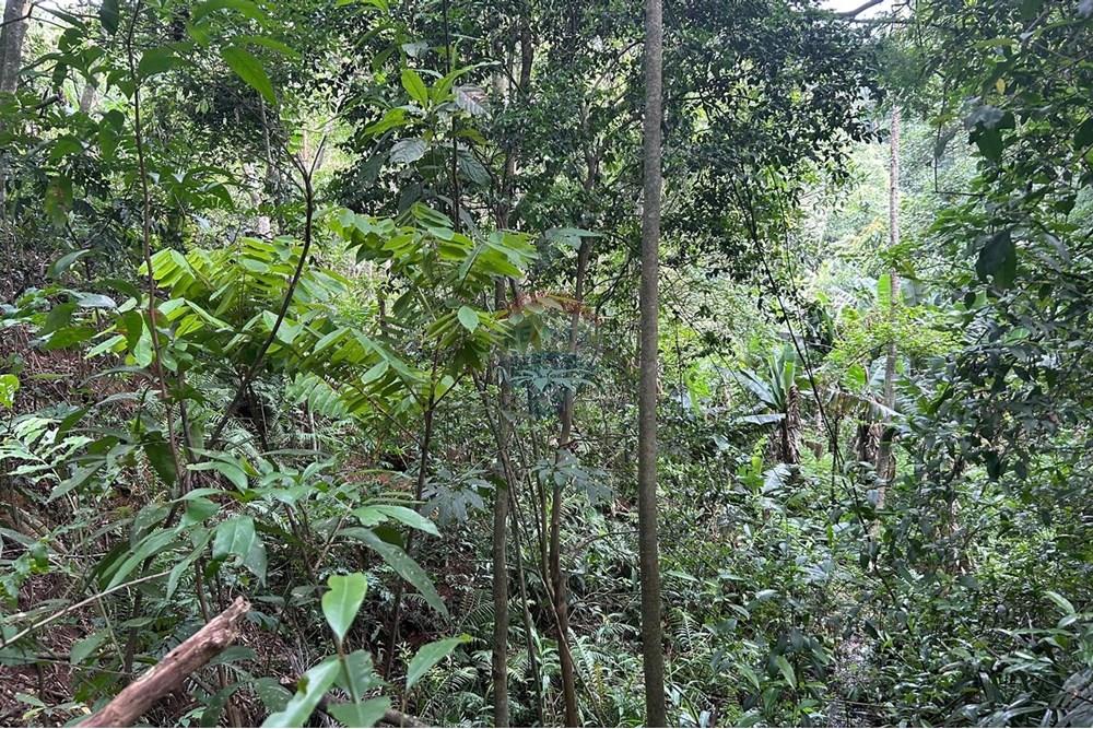 Terreno - Venda - Mairiporã , São Paulo - terreno barreiro 2.jpeg - 631361025-22