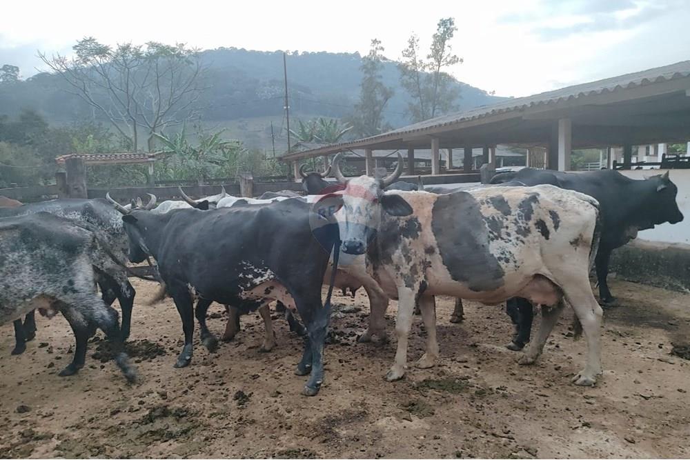 Chácara / Sítio / Fazenda - Venda - Duas Barras , Rio de Janeiro - 51.jpg - 630171001-39