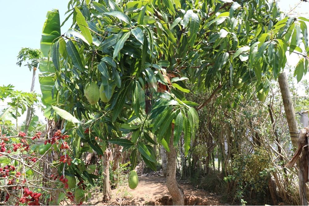 Terreno - Venda - Armação dos Búzios , Rio de Janeiro - IMG_3604.JPG - 630391002-125