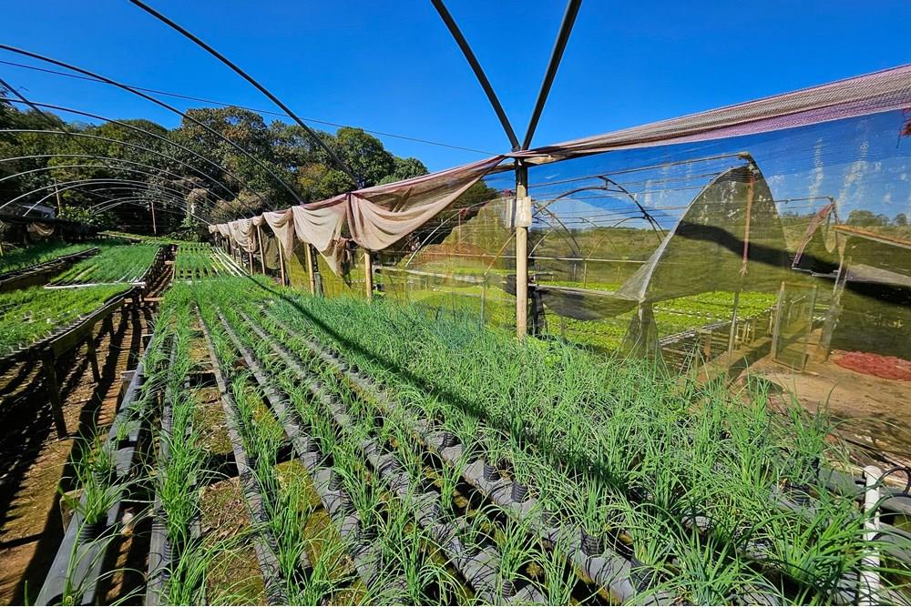 Fazenda - Venda - Botucatu , São Paulo - IMG-20250717-WA0035.jpg - 630111096-7