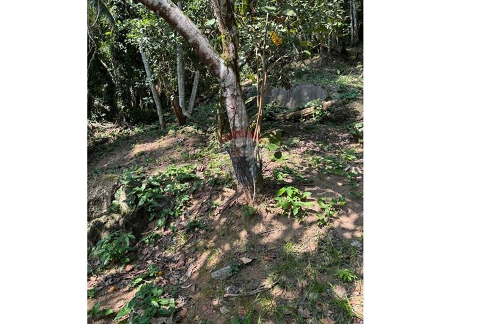 Terreno - Venda - Ilhabela , São Paulo - IMG-20250604-WA0019.jpg - 630951011-24