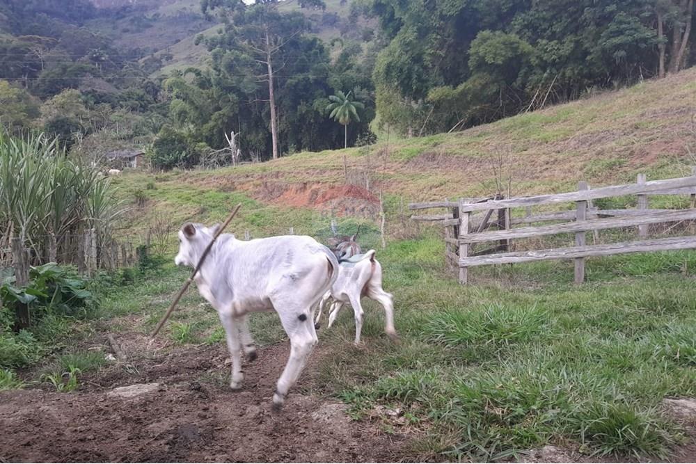 Agro - Venda - Santa Maria Madalena , Rio de Janeiro - WhatsApp Image 2025-05-29 at 13.32.56 (1).jpeg - 630171007-50
