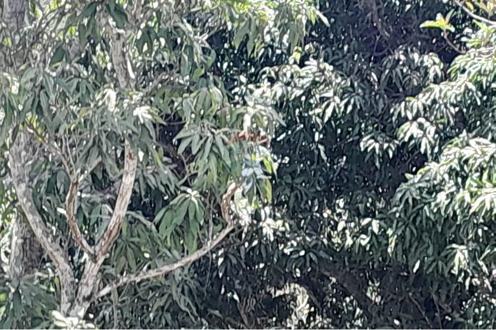 Chácara / Sítio / Fazenda - Venda - Bom Jardim , Rio de Janeiro - WhatsApp Image 2024-11-21 at 09.21.49 (2).jpeg - 630171007-33