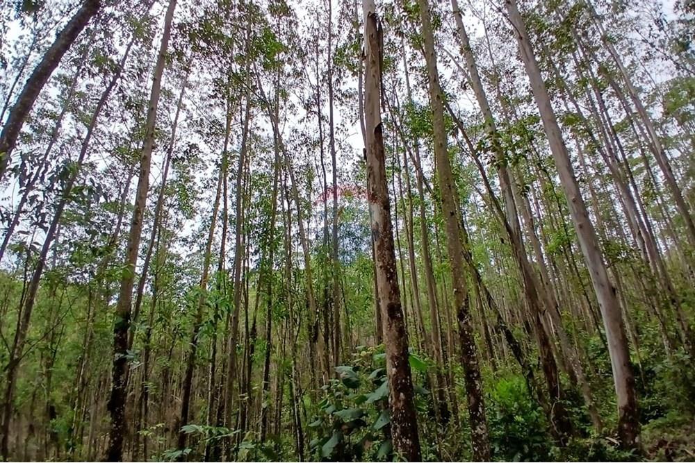 Terreno - Venda - Mogi das Cruzes , São Paulo - WhatsApp Image 2024-11-11 at 11.58.50 (2).jpeg - 631541001-10