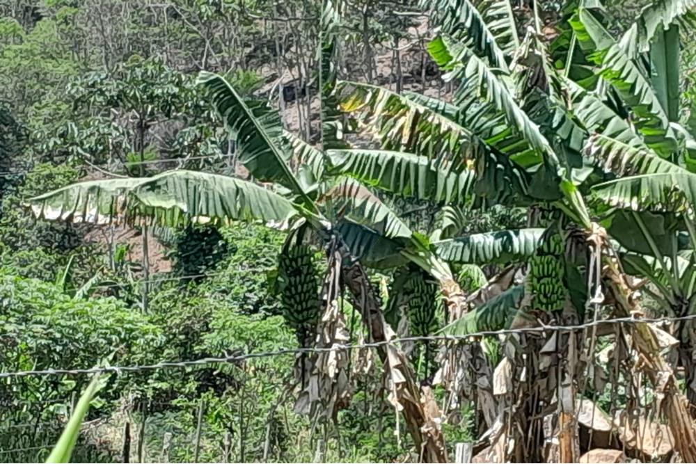 Chácara / Sítio / Fazenda - Venda - Bom Jardim , Rio de Janeiro - WhatsApp Image 2024-11-21 at 09.21.49 (1).jpeg - 630171007-33