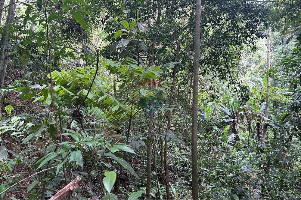 Terreno - Venda - Mairiporã , São Paulo - terreno barreiro 1b.jpeg - 631361025-21