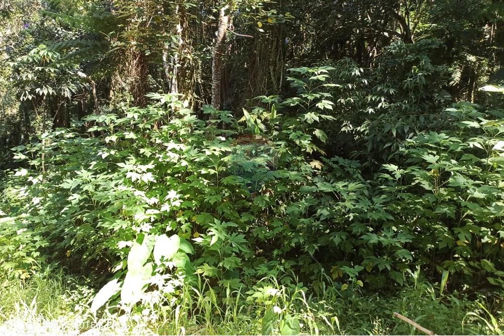 Terreno - Venda - Mairiporã , São Paulo - WhatsApp Image 2025-02-21 at 12.03.20 (1).jpeg - 631361025-30