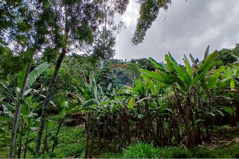 Chácara / Sítio / Fazenda - Venda - Sumidouro , Rio de Janeiro - 20250614_112739.jpg - 630551084-18