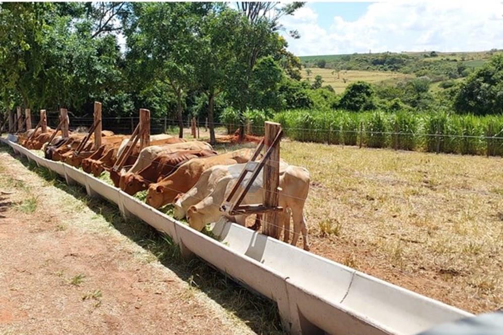 Agro - Venda - Regente Feijó , São Paulo - Imagem do WhatsApp de 2025-04-22 à(s) 18.56.35_94c30e78.jpg - 630091016-183