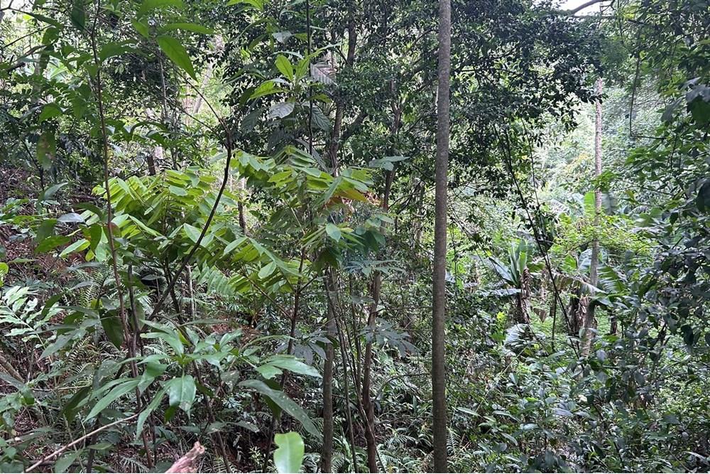 Terreno - Venda - Mairiporã , São Paulo - terre barreiro 1.jpeg - 631361025-22