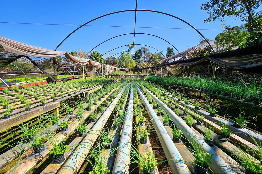 Fazenda - Venda - Botucatu , São Paulo - IMG-20250717-WA0054.jpg - 630111096-7