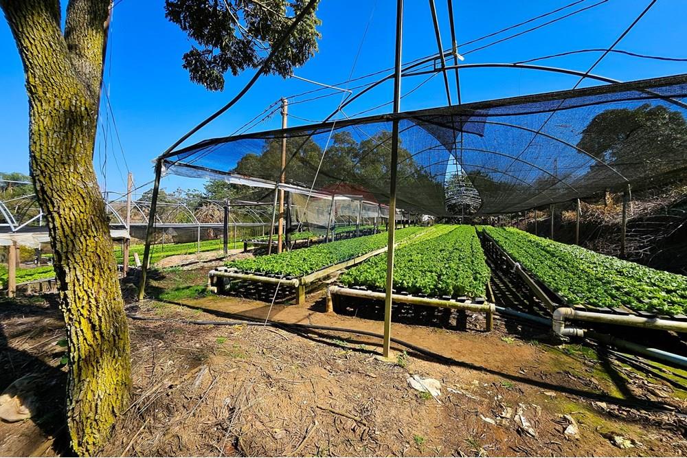 Fazenda - Venda - Botucatu , São Paulo - IMG-20250717-WA0048.jpg - 630111096-7