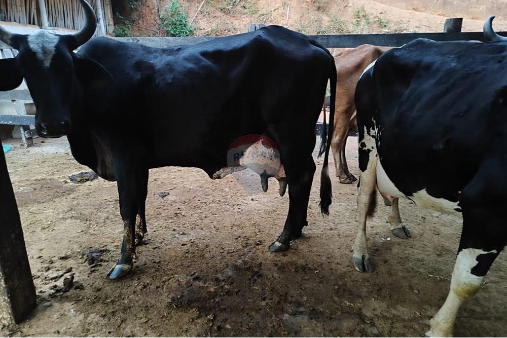 Chácara / Sítio / Fazenda - Venda - Duas Barras , Rio de Janeiro - 5.jpg - 630171001-39