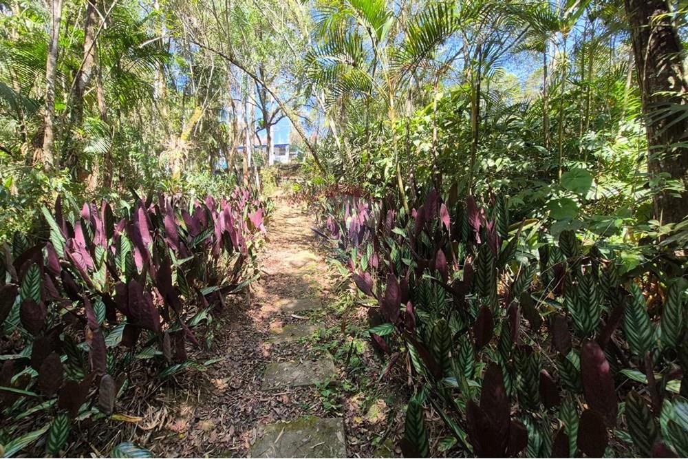 Chácara / Sítio / Fazenda - Venda - Ibiúna , São Paulo - 51.jpeg - 631331004-49