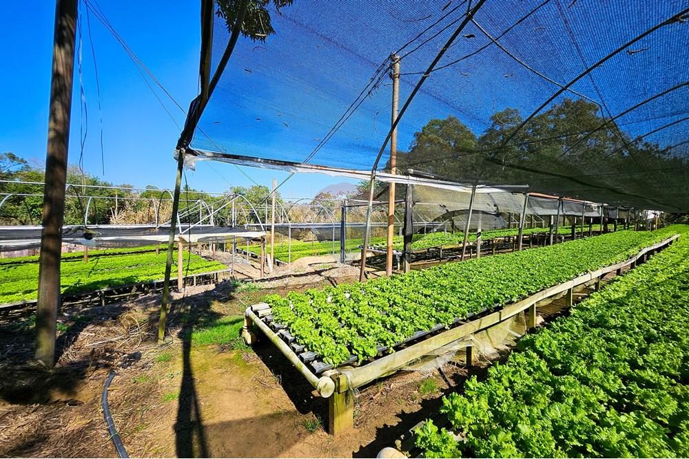 Fazenda - Venda - Botucatu , São Paulo - IMG-20250717-WA0050.jpg - 630111096-7