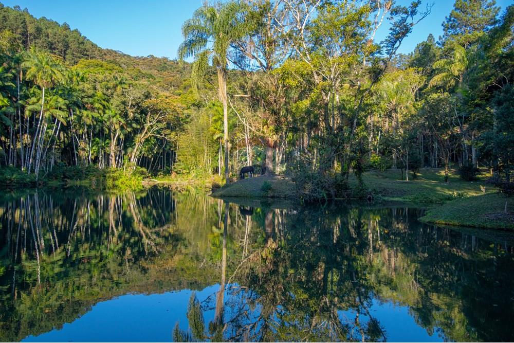 Chácara / Sítio / Fazenda - Venda - Mogi das Cruzes , São Paulo - DSC06194.jpg - Quintal - 631251031-4