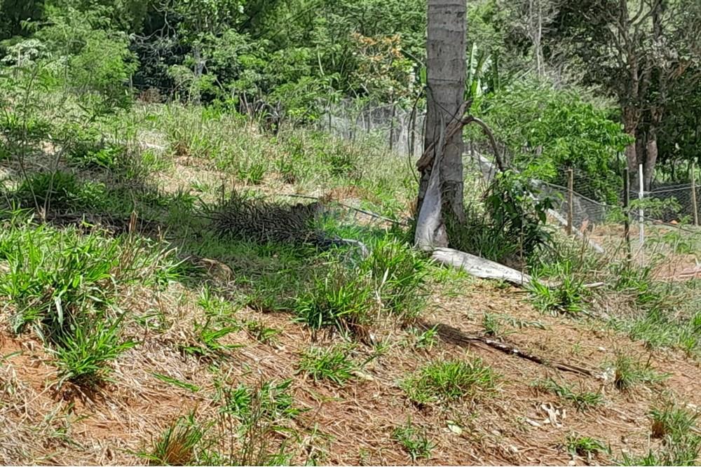 Chácara / Sítio / Fazenda - Venda - Bom Jardim , Rio de Janeiro - WhatsApp Image 2024-11-21 at 09.21.49.jpeg - 630171007-33