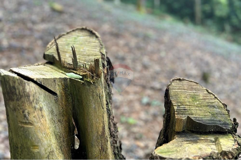 Terreno - Venda - Nova Friburgo , Rio de Janeiro - IMG_0258.JPG - 630551085-21