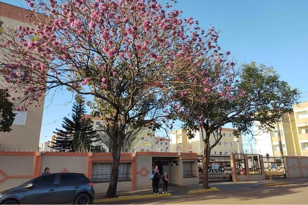 Apartamento - Alugar - Araçatuba , São Paulo - 01.jpg - 630541055-5