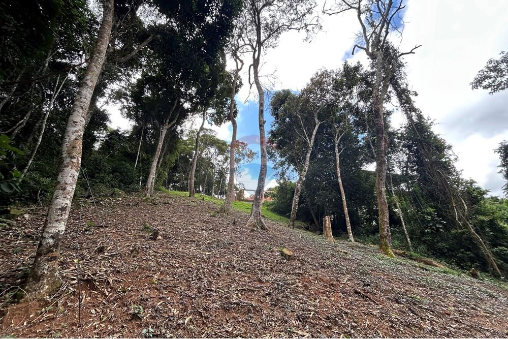 Terreno - Venda - Nova Friburgo , Rio de Janeiro - IMG_0259.JPG - 630551085-21