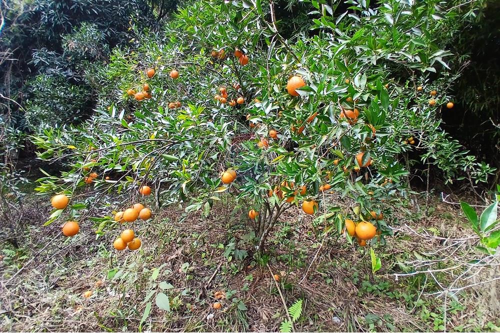 Chácara / Sítio / Fazenda - Venda - Sumidouro , Rio de Janeiro - 20250614_114525.jpg - 630551084-18