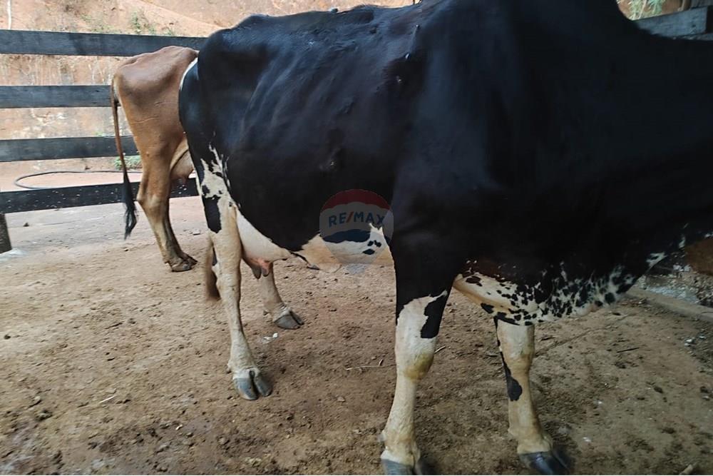 Chácara / Sítio / Fazenda - Venda - Duas Barras , Rio de Janeiro - 24.jpg - 630171001-39